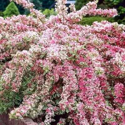 Вейгела САННИ ПРИНЦЕСС — описание сорта Вейгела САННИ ПРИНЦЕСС в Красногорске