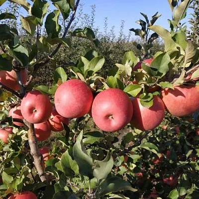 Яблоня ЧЕМПИОН РЕНО  Яблоня ЧЕМПИОН РЕНО в Красногорске