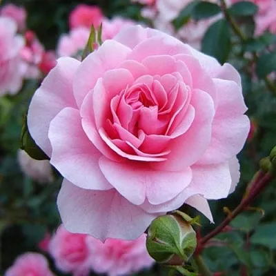 Саженцы роз БОНИКА флорибунда  Саженцы роз БОНИКА флорибунда в Красногорске