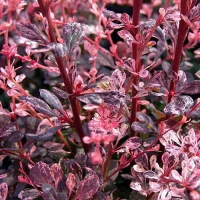 Барбарис АРЛЕКИН тунберга  Барбарис АРЛЕКИН тунберга в Красногорске