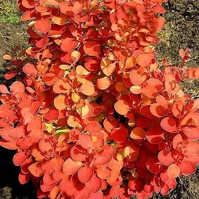 Барбарис ОРАНЖ ФАЙЕР тунберга  Барбарис ОРАНЖ ФАЙЕР тунберга в Красногорске