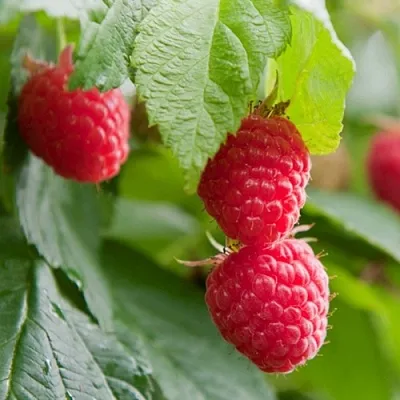 Малина МАРАВИЛЛА  Малина МАРАВИЛЛА в Красногорске