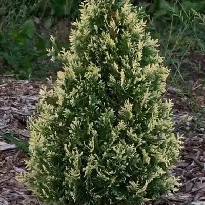 Туя БРАБАНТ ВАРИЕГАТТА западная в Красногорске