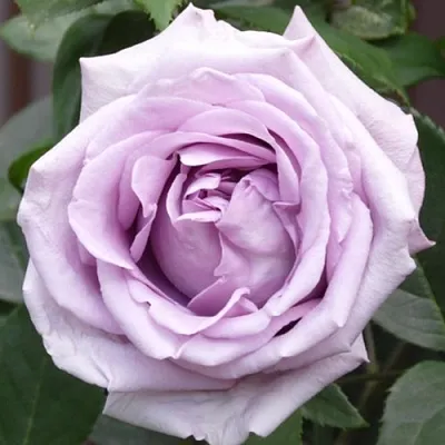 Саженцы роз ИНДИГОЛЕТТА плетистая  Саженцы роз ИНДИГОЛЕТТА плетистая в Красногорске