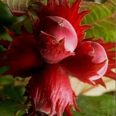 Фундук БАГРЯНЕЦ в Красногорске