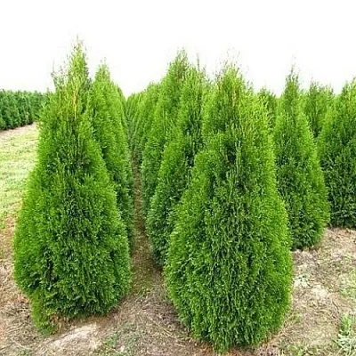 Туя СМАРАГД западная в Красногорске