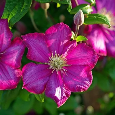 Клематис КАРМЕНСИТА в Красногорске