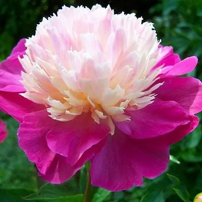 Пион ГЕЙ ПАРИ травянистый  Пион ГЕЙ ПАРИ травянистый в Красногорске