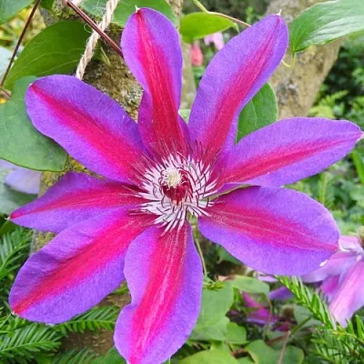 Клематис АКАИШИ в Красногорске