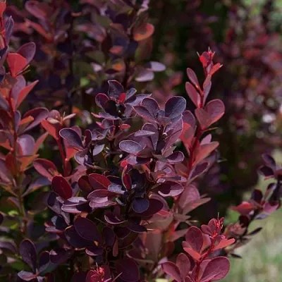 Барбарис ХЕЛМОНД ПИЛЛАР тунберга  Барбарис ХЕЛМОНД ПИЛЛАР тунберга в Красногорске