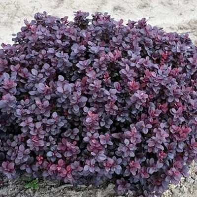 Барбарис КОНКОРД тунберга  Барбарис КОНКОРД тунберга в Красногорске