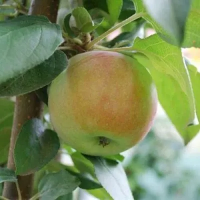 Яблоня ПОДСНЕЖНИК стелющаяся  Яблоня ПОДСНЕЖНИК стелющаяся в Красногорске