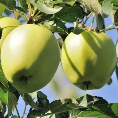 Яблоня САХАРНАЯ  Яблоня САХАРНАЯ в Красногорске