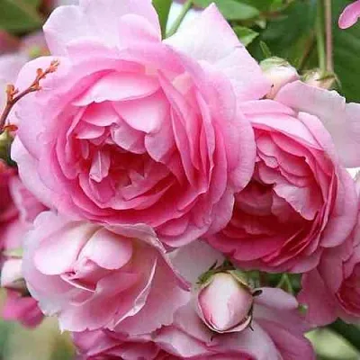 Саженцы роз ЖАСМИНА плетистая  Саженцы роз ЖАСМИНА плетистая в Красногорске