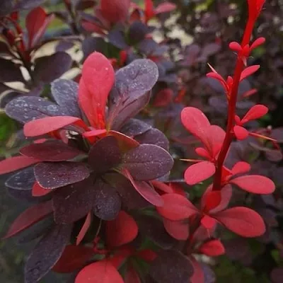 Барбарис РЕД ПИЛЛАР тунберга  Барбарис РЕД ПИЛЛАР тунберга в Красногорске