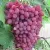 Виноград КИШМИШ ВЕЛЕС в Красногорске
