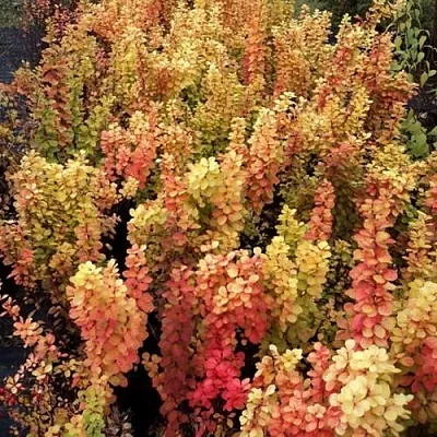 Барбарис САММЕР САНСЕТ тунберга  Барбарис САММЕР САНСЕТ тунберга в Красногорске