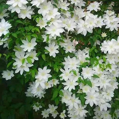 Клематис ТОКИ в Красногорске