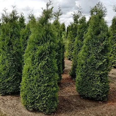 Туя ХОЛМСТРУП западная в Красногорске