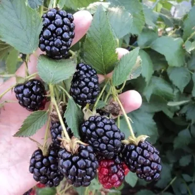 Ежевика ОУАЧИТА бесшипная — описание сорта Ежевика ОУАЧИТА бесшипная в Красногорске