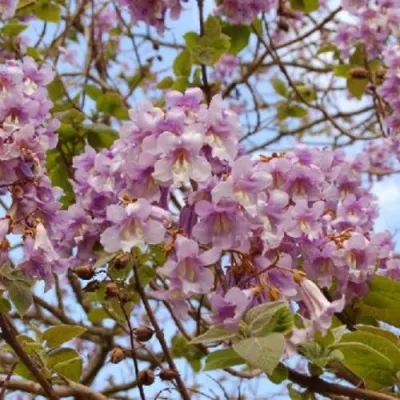 Павлония ПАО ТОГН Z07 в Красногорске