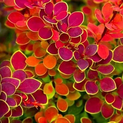 Барбарис ОРАНЖ САНРАЙЗ тунберга  Барбарис ОРАНЖ САНРАЙЗ тунберга в Красногорске