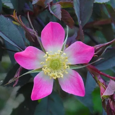 Саженцы роз сизая — описание сорта Саженцы роз сизая в Красногорске