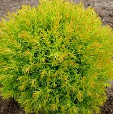 Туя АННИЕК западная в Красногорске