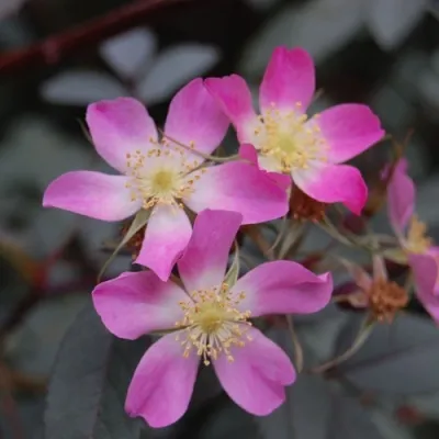 Саженцы роз сизая — описание сорта Саженцы роз сизая в Красногорске