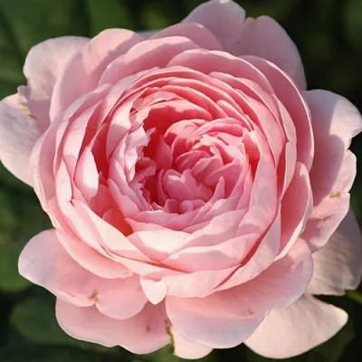 Саженцы роз КУИН ОФ СУИДЕН английская  Саженцы роз КУИН ОФ СУИДЕН английская в Красногорске