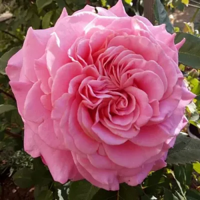 Саженцы роз ЭШЛИ чайно-гибридная — описание сорта Саженцы роз ЭШЛИ чайно-гибридная в Красногорске