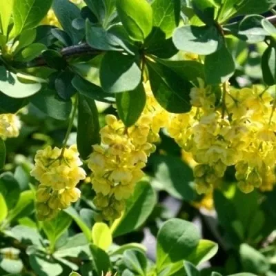 Барбарис ИНДИАН САММЕР   Барбарис ИНДИАН САММЕР  в Красногорске