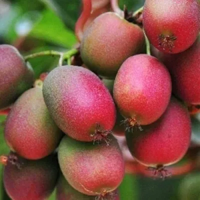 Актинидия ВЕЙКИ аргута в Красногорске