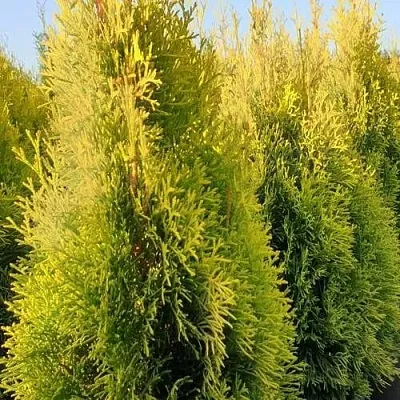 Туя ГОЛДЕН СМАРАГД западная в Красногорске