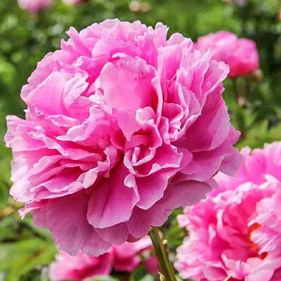 Пион АЛЕКСАНДР ФЛЕМИНГ травянистый  Пион АЛЕКСАНДР ФЛЕМИНГ травянистый в Красногорске