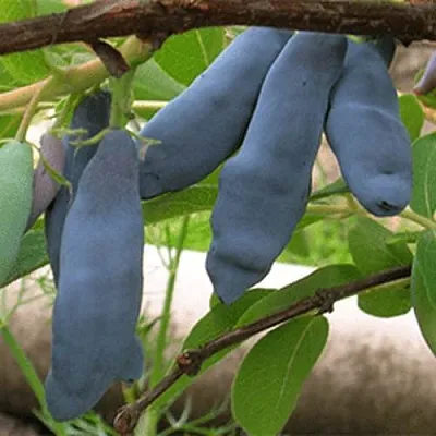 Жимолость съедобная ЛЕНИНГРАДСКИЙ ВЕЛИКАН  Жимолость съедобная ЛЕНИНГРАДСКИЙ ВЕЛИКАН в Красногорске