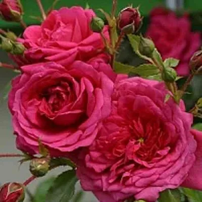 Саженцы роз ЛАГУНА плетистая  Саженцы роз ЛАГУНА плетистая в Красногорске