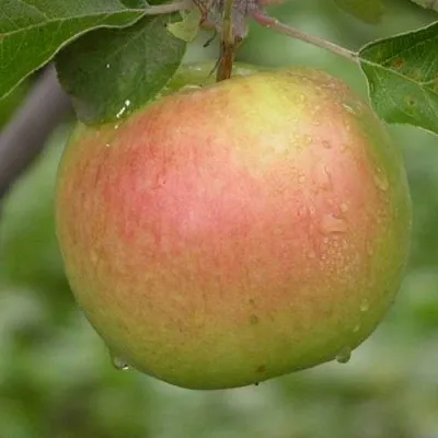 Яблоня БРЯНСКОЕ ЗОЛОТИСТОЕ  Яблоня БРЯНСКОЕ ЗОЛОТИСТОЕ в Красногорске