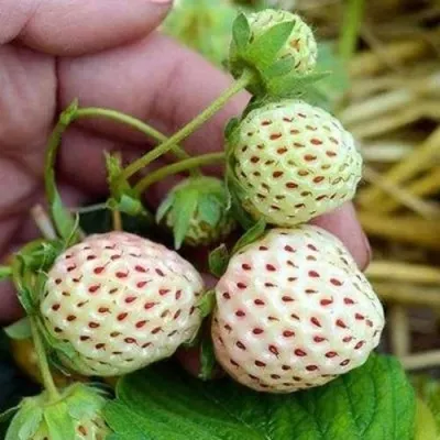 Клубника АНАНАСА ремонтантная в Красногорске