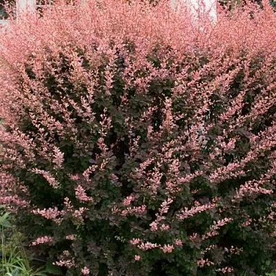 Барбарис РОУЗ ГЛОУ тунберга  Барбарис РОУЗ ГЛОУ тунберга в Красногорске