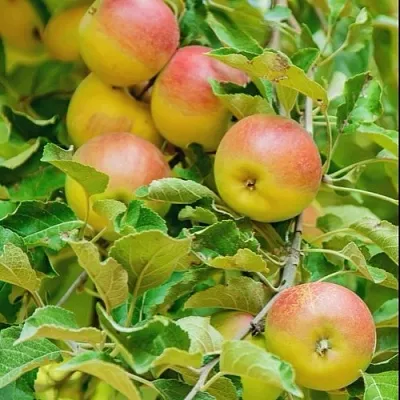 Яблоня ПАМЯТЬ БЛЫНСКОГО колонновидная  Яблоня ПАМЯТЬ БЛЫНСКОГО колонновидная в Красногорске