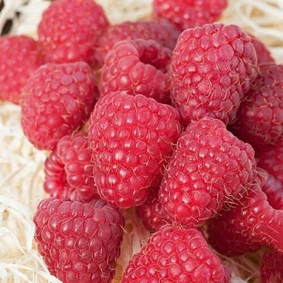 Малина МАРАСТАР  Малина МАРАСТАР в Красногорске