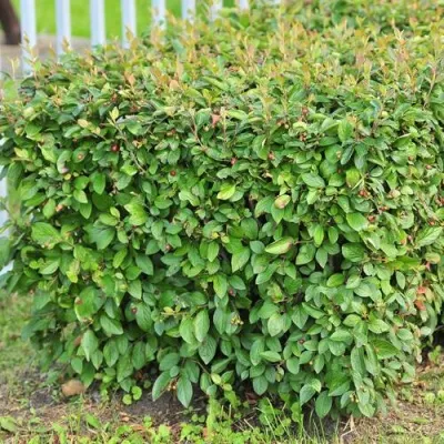 Кизильник блестящий — описание сорта Кизильник блестящий в Красногорске