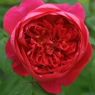 Саженцы роз БЕНДЖАМИН БРИТТЕН шраб  Саженцы роз БЕНДЖАМИН БРИТТЕН шраб в Красногорске