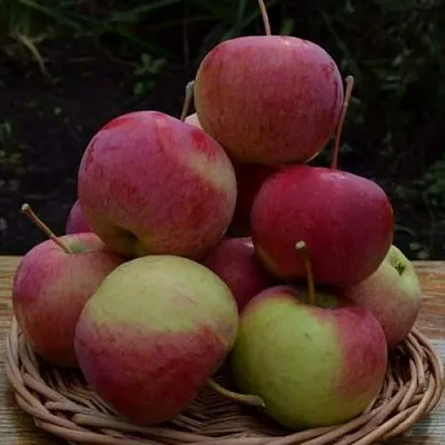 Яблоня РОДНИКОВАЯ  Яблоня РОДНИКОВАЯ в Красногорске