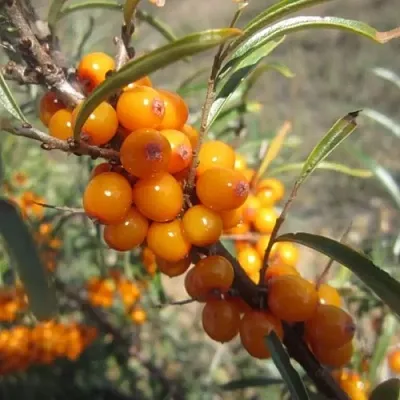 Облепиха СУДАРУШКА в Красногорске