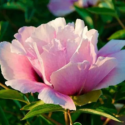 Пион ВРАТА ХРАМА древовидный   Пион ВРАТА ХРАМА древовидный  в Красногорске