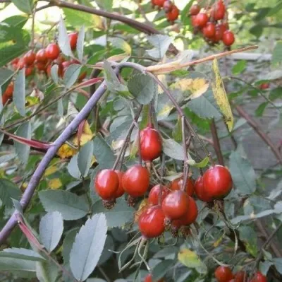 Саженцы роз сизая — описание сорта Саженцы роз сизая в Красногорске