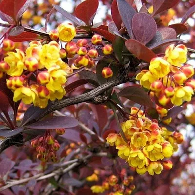 Барбарис СУПЕРБА оттавский   Барбарис СУПЕРБА оттавский  в Красногорске