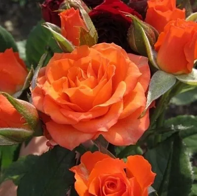 Саженцы роз АЛЕГРИЯ спрей  Саженцы роз АЛЕГРИЯ спрей в Красногорске